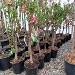 Mini nektárinka nízkokmenná (Prunus Nucipersica ) ´GARDEN BEAUTY´ - stredne skorá, výška 80-90cm, obvod kmeňa 4/6 cm, kont.C5L 